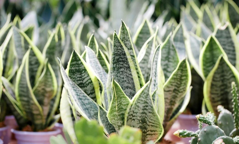 How to cultivate snake plant https://organicgardeningeek.com