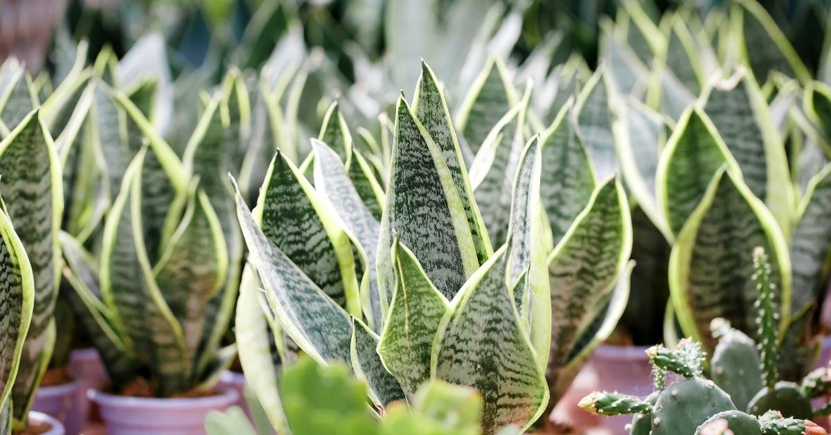 Read more about the article How To Cultivate Snake Plant? (Sansevieria Trifasciata)
