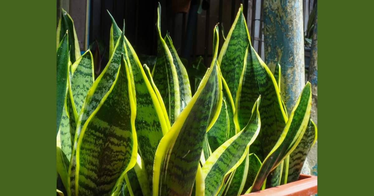 Snake Plant Cultivation and Care https://organicgardeningeek.com