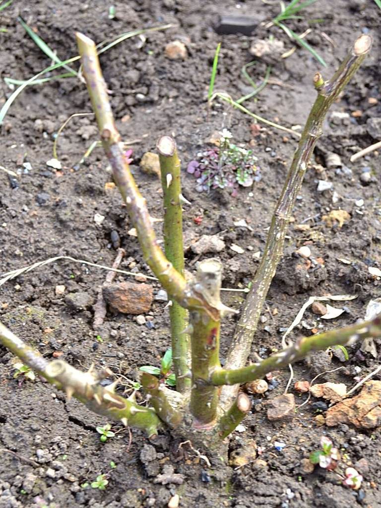Same rose after pruning.  All dead, diseased, dying wood, and crossed stems removed.-Spring Pruning  https://organicgardeningeek.com