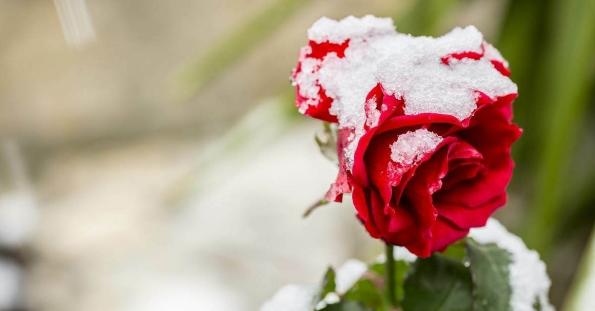 How to Winterize Roses – 4 Easy Steps