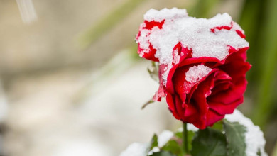 winter rose gardening https://organicgardeningeek.com