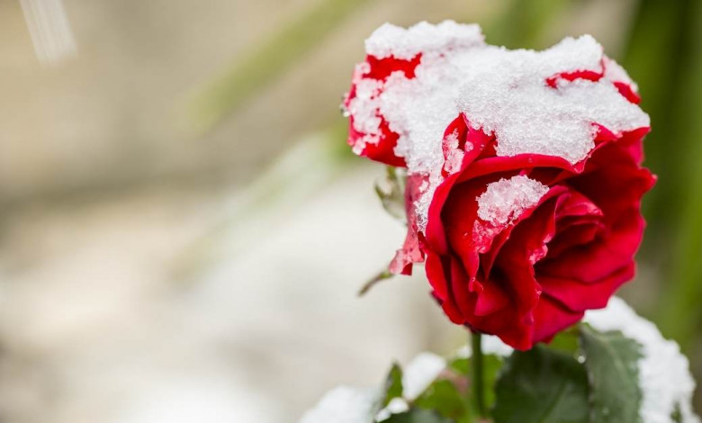 winter rose gardening https://organicgardeningeek.com