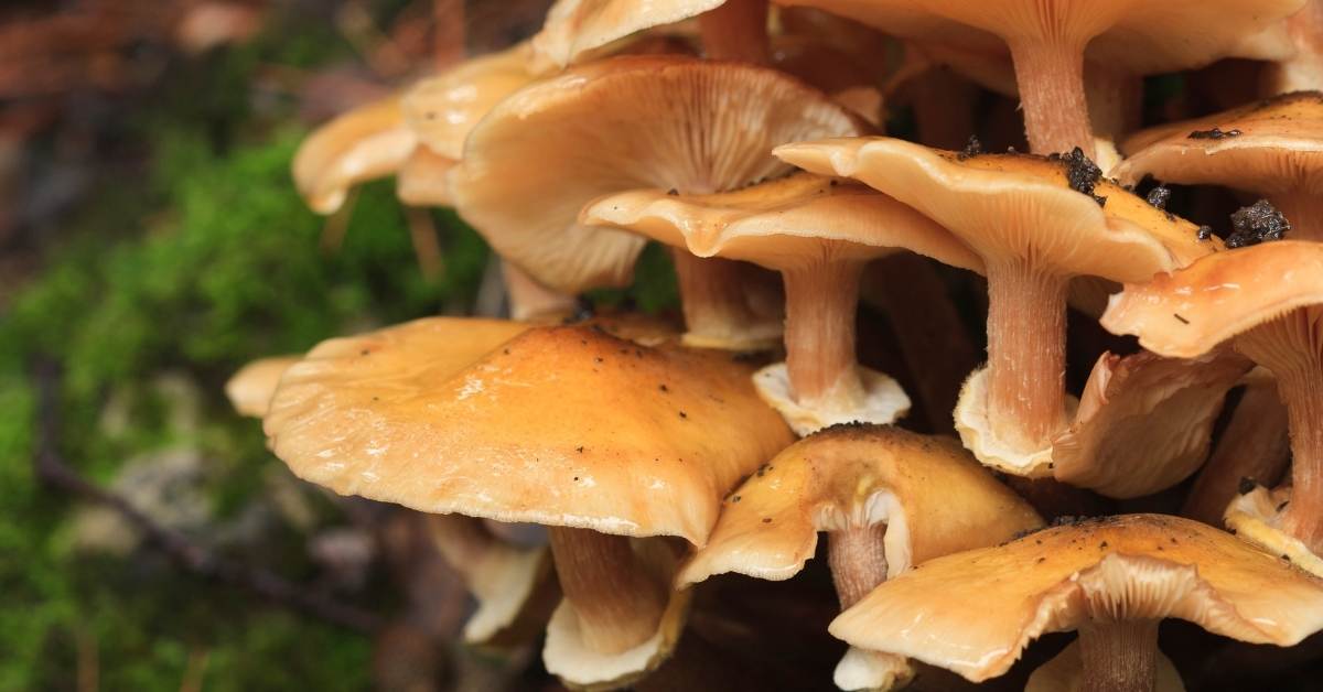 Honey fungus (Armillaria mellea) https://organicgardeningeek.com