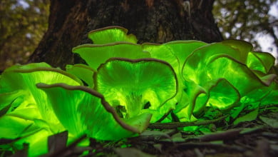 How to grow bioluminescent mushrooms https://organicgardeningeek.com