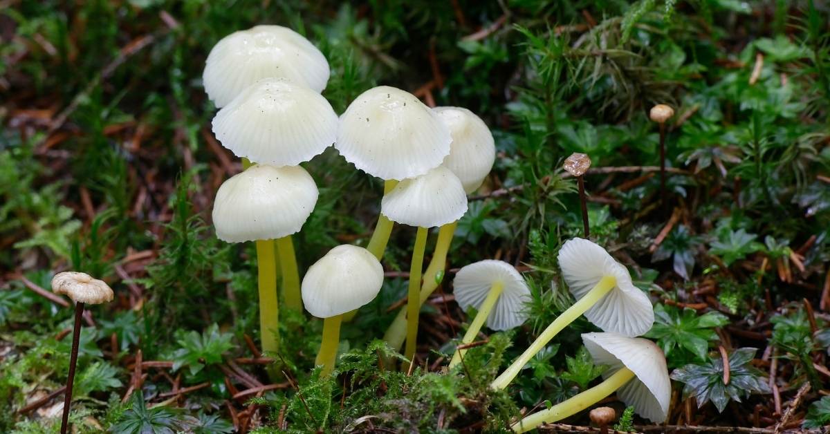 Bioluminescent Mushrooms: Information, Pictures & Cultivation Instructions https://organicgardeningeek.com