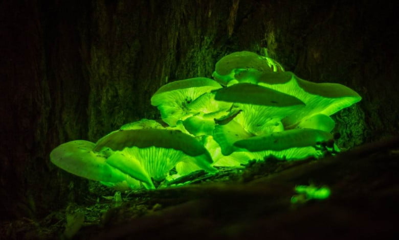 Bioluminescent plants https://organicgardeningeek.com