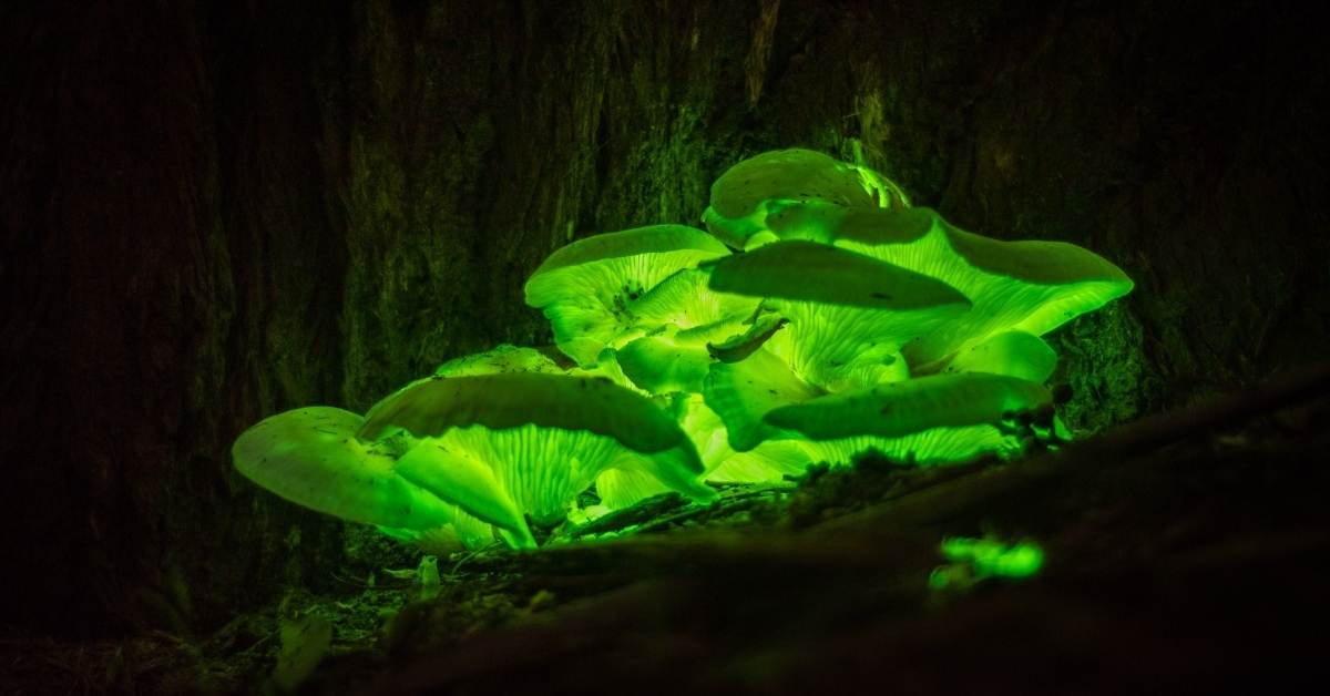 Read more about the article Bioluminescent plants: Can We Use Them For The Future of Lighting?