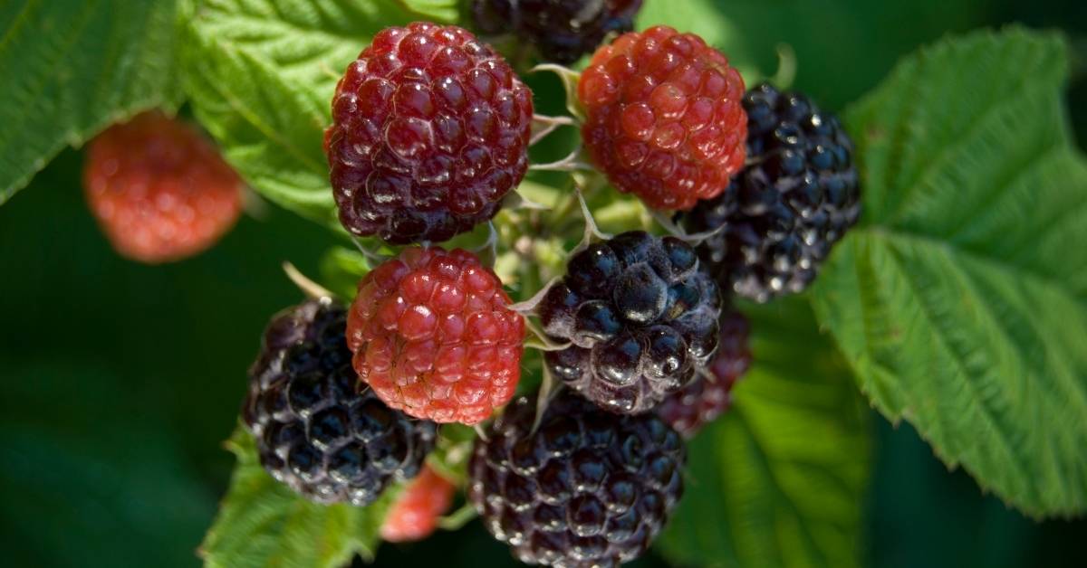 Black Raspberry Plants - staking the plains https://organicgardeningeek.com