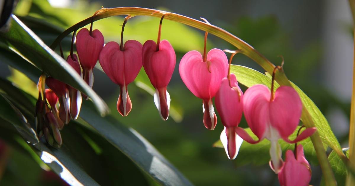 Asian Bleeding heart flower care properly - full shade flowers - https://organicgardeningeek.com