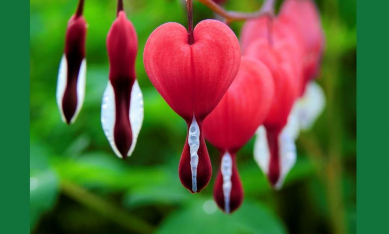 Bleeding heart flower care tips https://organicgardeningeek.com