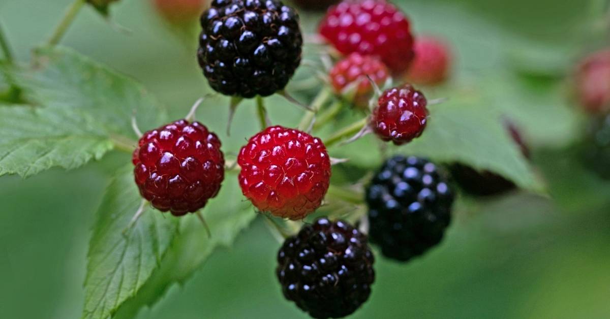 Bristol Black Raspberry Plant https://organicgardeningeek.com