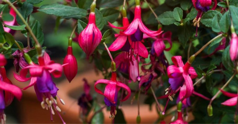 How To Keep Fuchsia Flowering: Grow & Care Tips For Fuchsia Flowers ...