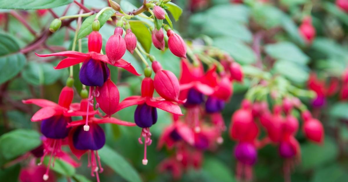 You are currently viewing How To Keep Fuchsia Flowering: Grow & Care Tips For Fuchsia Flowers (Fuchsia triphylla)