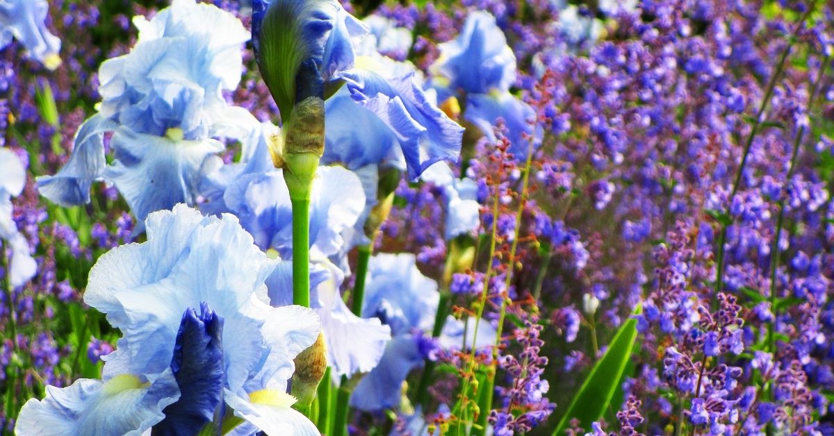 Planting Iris 
 https://organicgardeningeek.com
