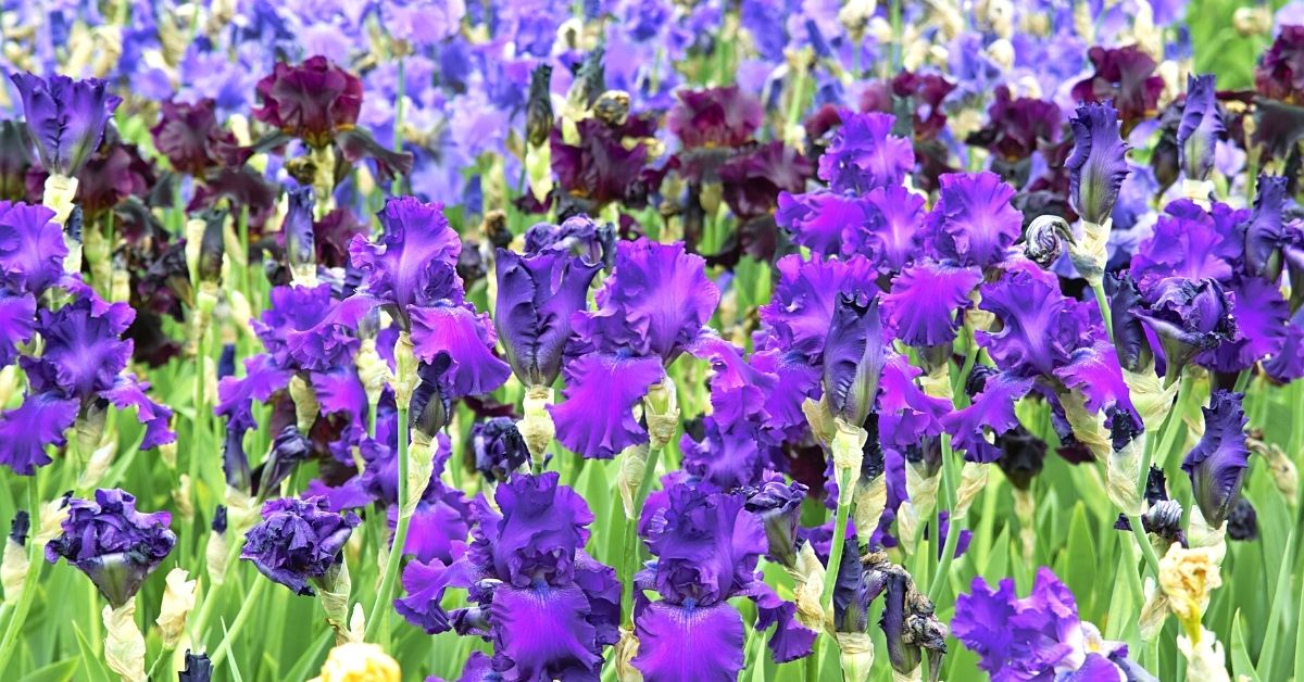 Read more about the article Growing German Bearded Iris (Iris Germanica)