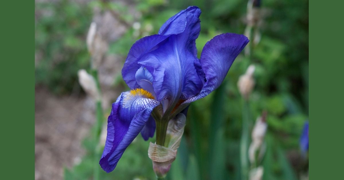 Growing German Bearded Iris (Iris Germanica) https://organicgardeningeek.com