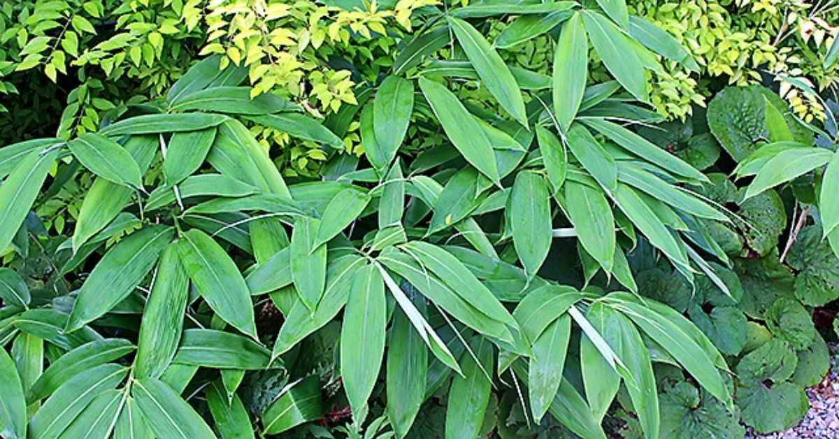 Read more about the article How To Grow Indocalamus Tessellatus (Large-Leaved Bamboo)