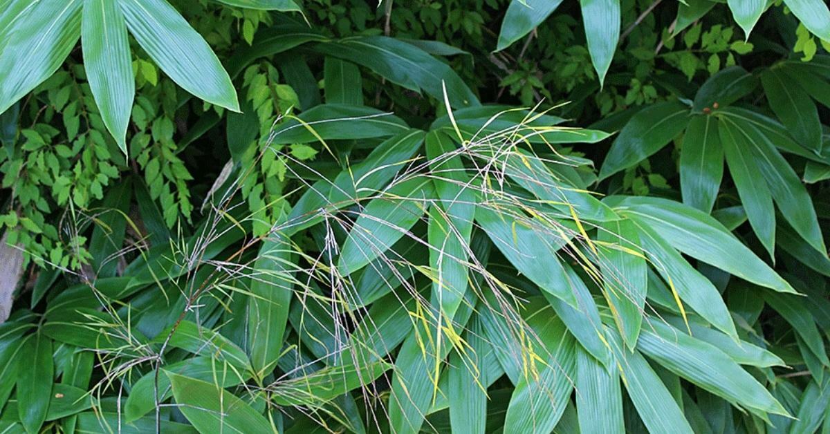 How To Grow large leaved bamboo https://organicgardeningeek.com