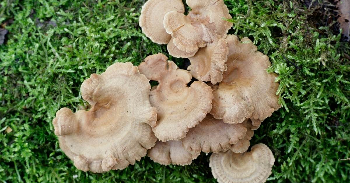 Bitter Oysterling mushroom (Panellus stipticus) https://organicgardeningeek.com