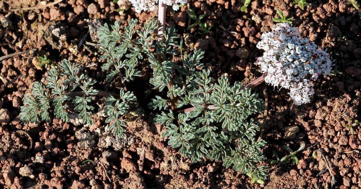 Read more about the article Paxistima Canbyi: A Drought-Tolerant Perennial that is Really a Shrub (Canby’s Mountain-lover)