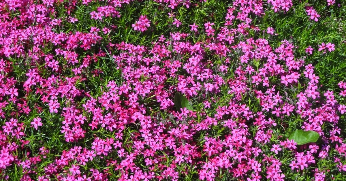 Phlox subulata, Pink (Creeping Phlox) https://organicgardeningeek.com