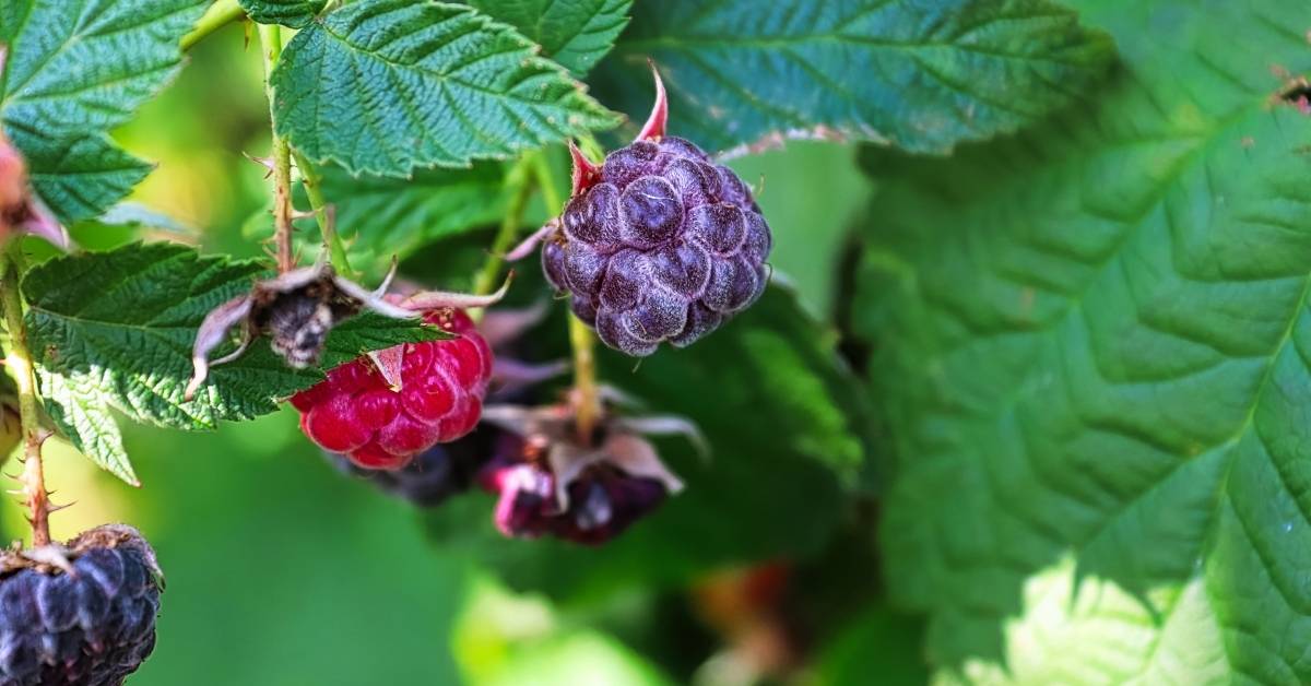 Purple Raspberry Plants https://organicgardeningeek.com