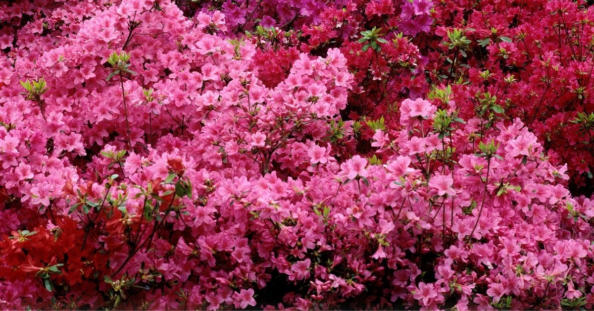 Rhododendron Azalea Rosy Lights https://organicgardeningeek.com