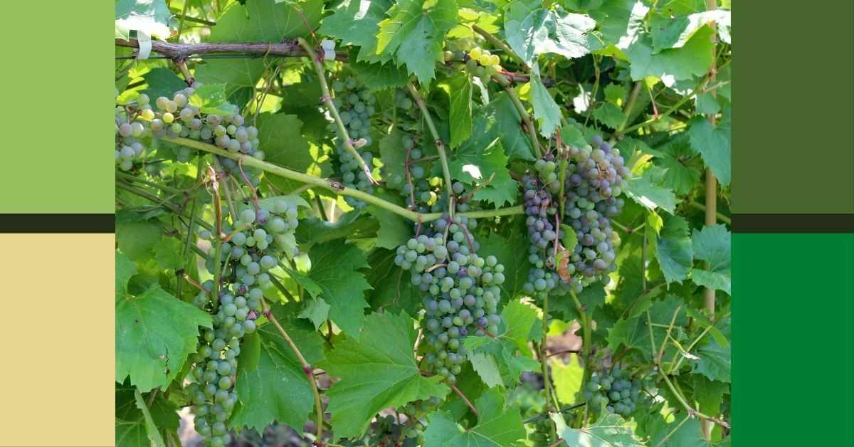 Vine Crops https://organcigardeningeek.com