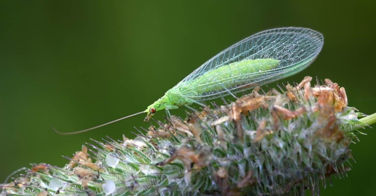 Fight Pests: This Is How You Can Use The Beneficial Insects Againist Pests In Your Garden https://organicgardeningeek.com