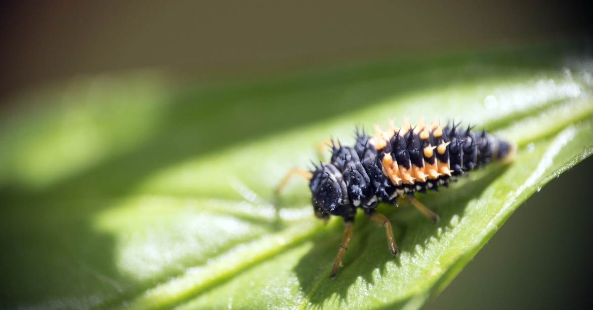 Read more about the article Fight Pests: This Is How You Can Use The Beneficial Insects Againist Pests In Your Garden