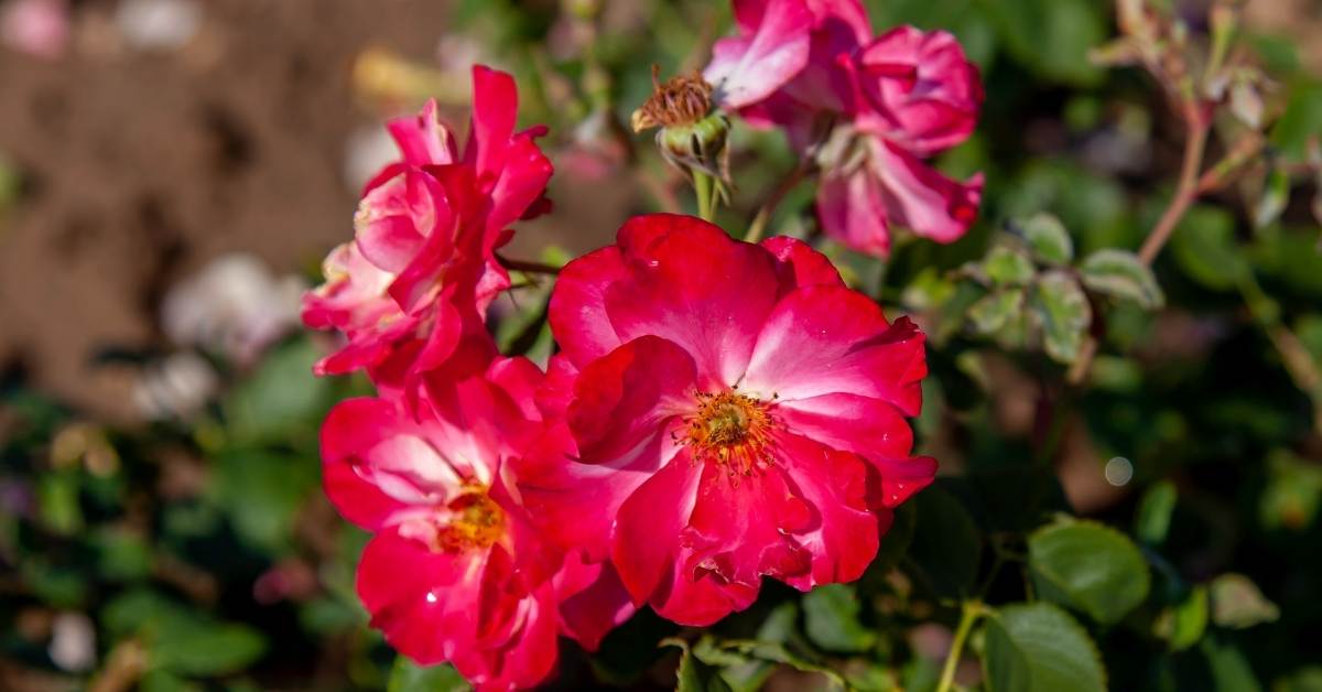 "Campfire Rose" is a Continuous-Blooming Rose for Cold Climates. https://organcigardeningeek.com