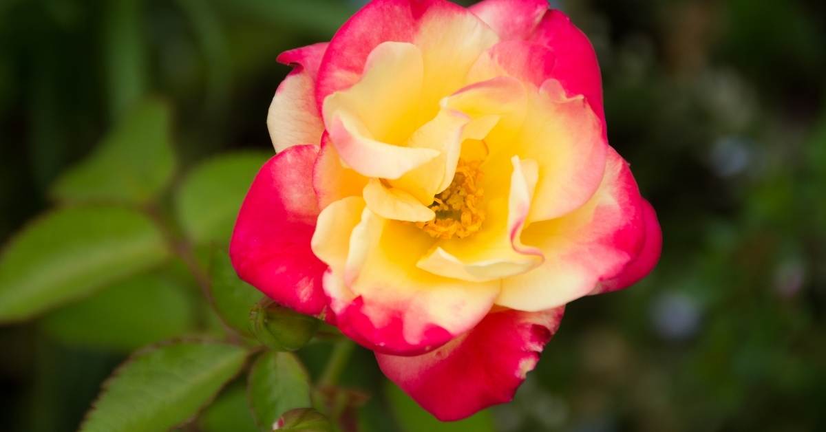 Read more about the article “Campfire Rose” is a Continuous-Blooming Rose for Cold Climates.