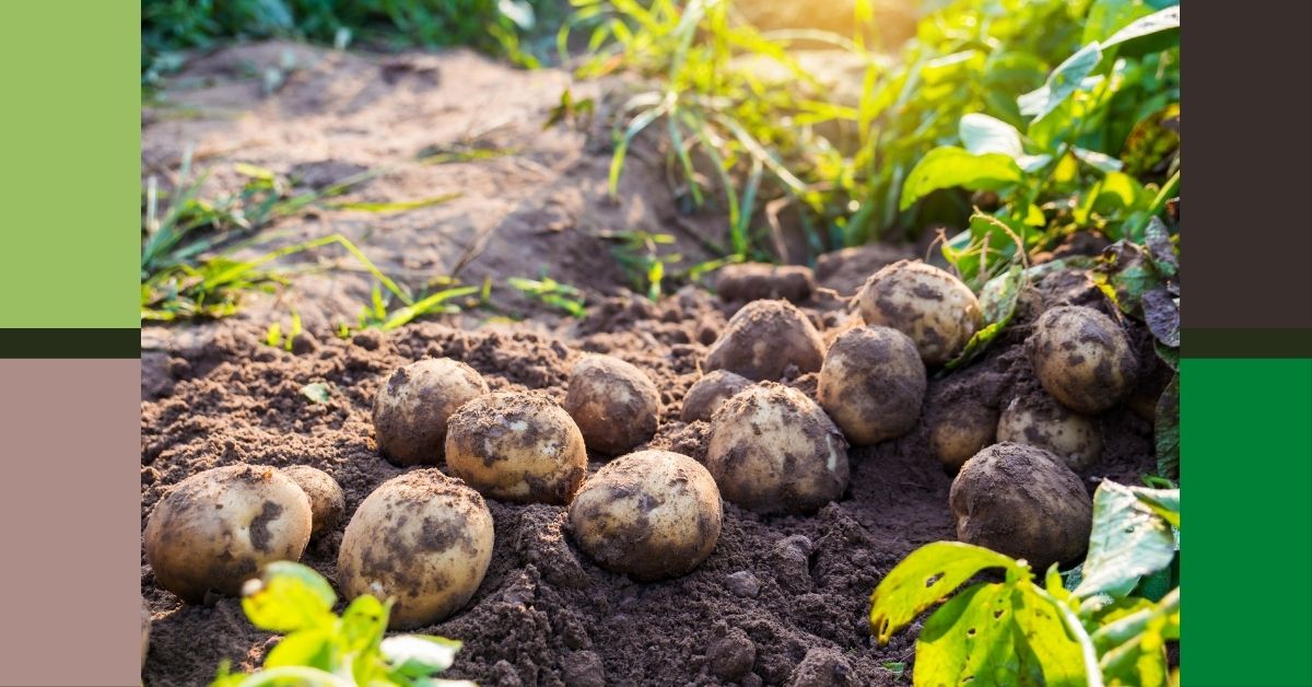 Grow more potatoes in smaller places https://organicgardeningeek.com
