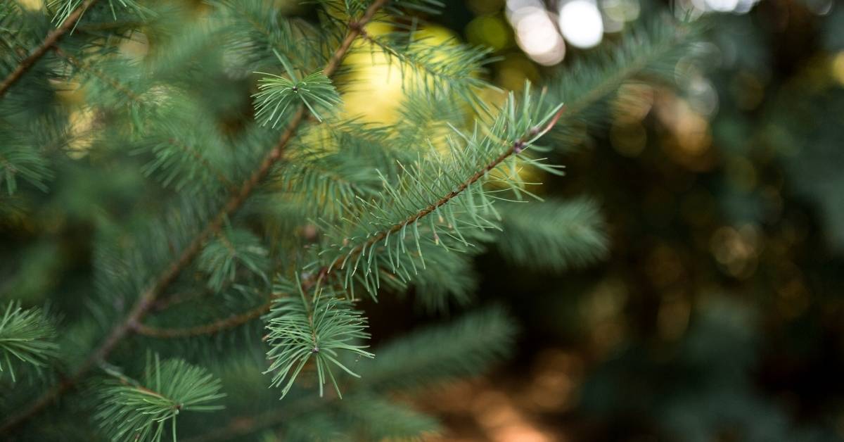 Read more about the article 3 Crucial Points On How to Plant an Evergreen Tree