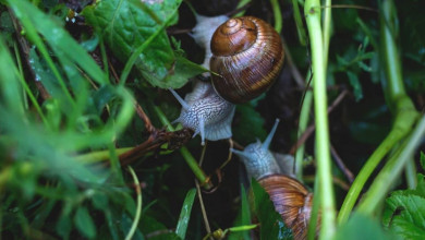 how to fight snails naturally https://organicgardeningeek.com