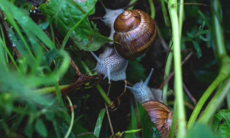 how to fight snails naturally https://organicgardeningeek.com