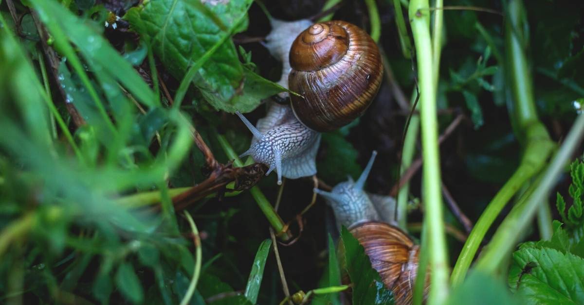You are currently viewing Fight Snails Naturally In The Garden With These Magical Home Remedies