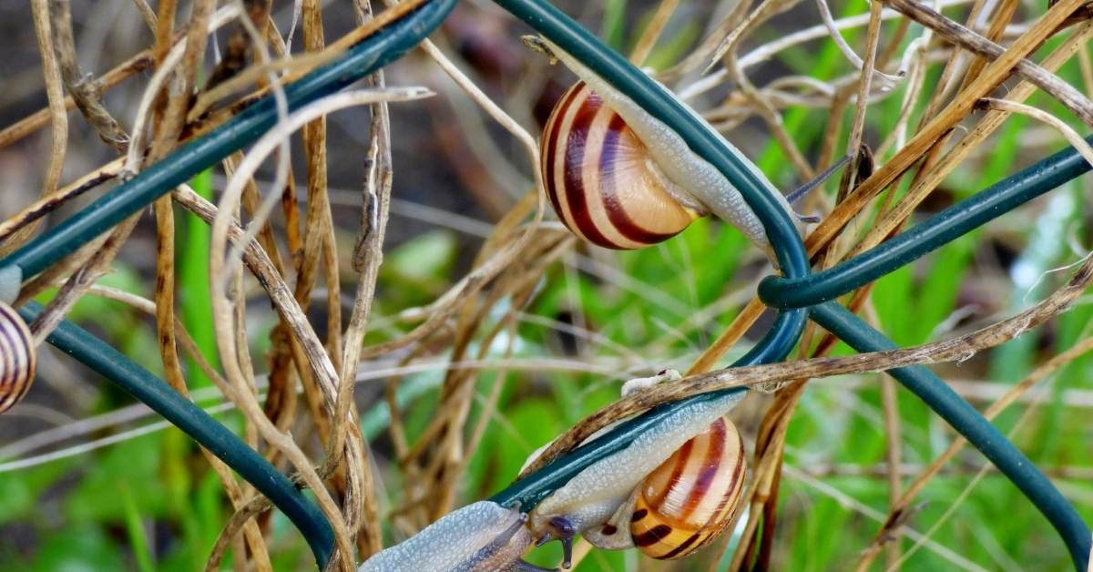 how to get rid of snails in my garden https://organicgardeningeek.com