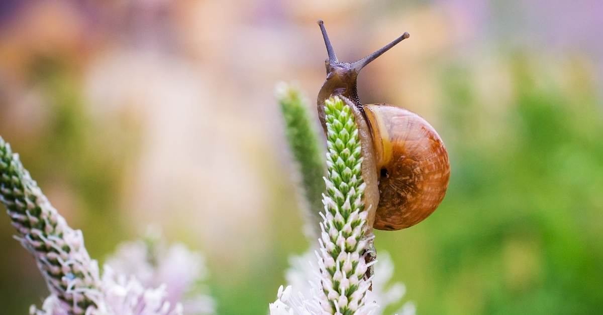 fight snails https://organicgardeningeek.com
