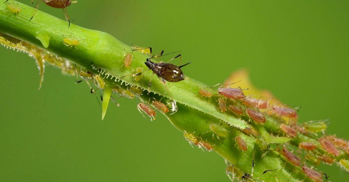 insects reveal in your organic garden https://organicgardeningeek.com