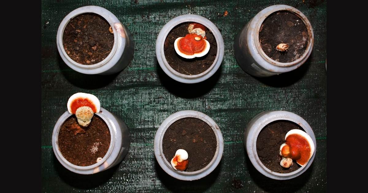 Grow luminous mushrooms in mason jars https://organicgardeningeek.com