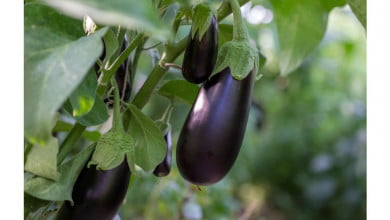 Black beauty eggplant growing guide https://organicgardeningeek.com