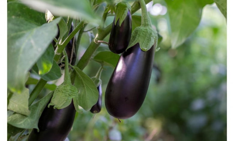 Black beauty eggplant growing guide https://organicgardeningeek.com