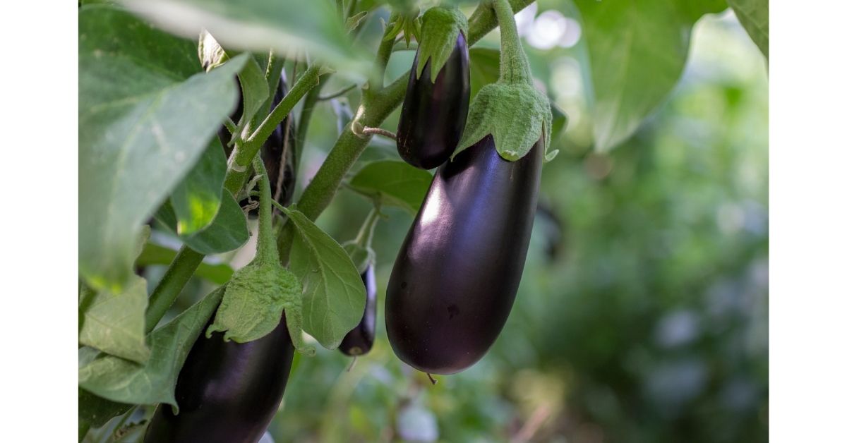 Read more about the article How To Grow Black Beauty Eggplant & Capsicum + 6 Nutritional Facts