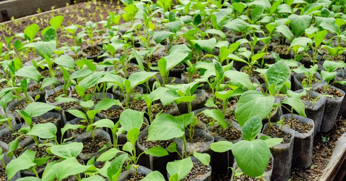 How To Grow Black Beauty Eggplant https://organicgardeningeek.com