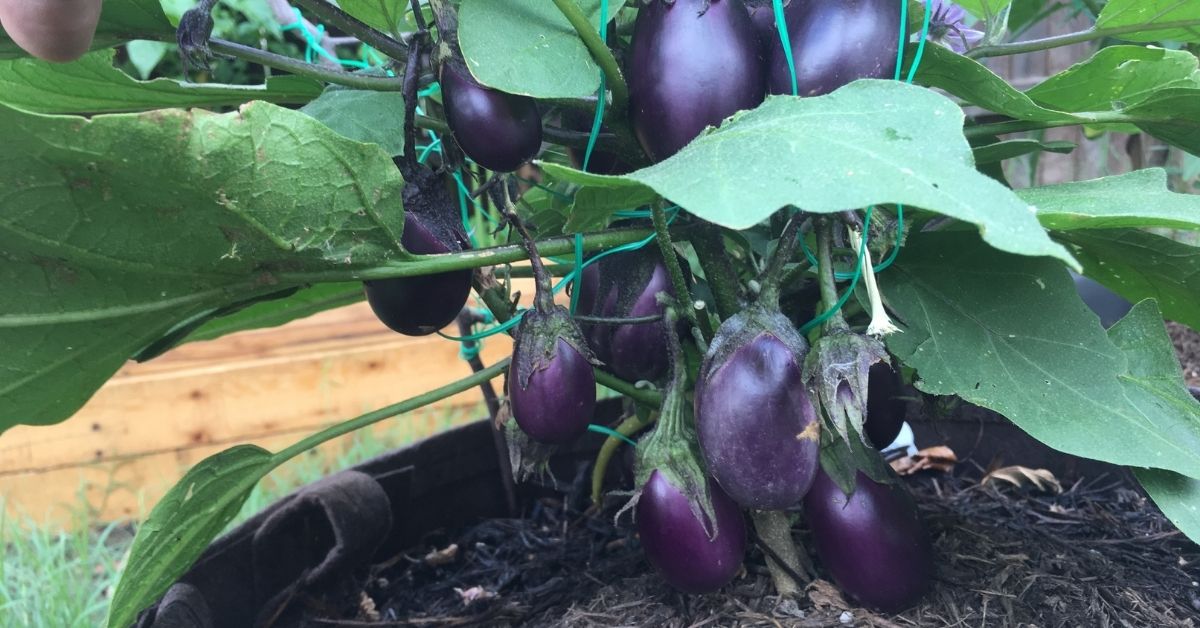 Finding the best location for eggplant and capsicum https://organicgardeningeek.com