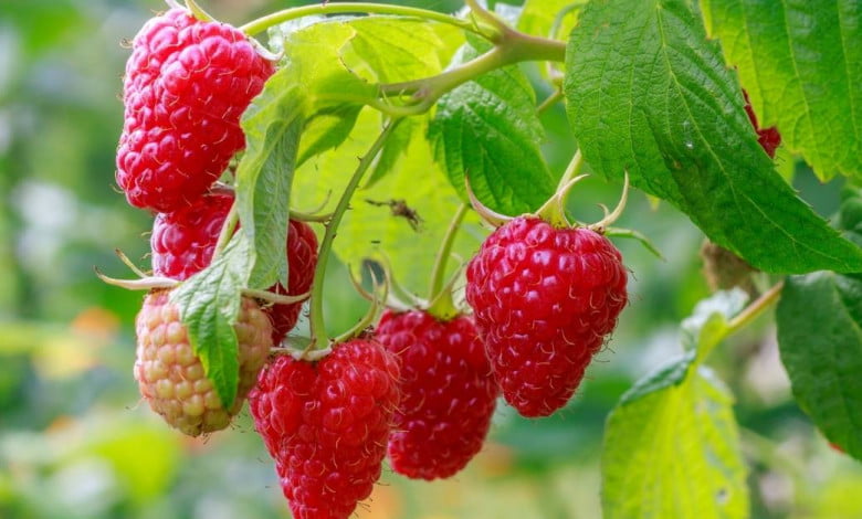 Everything about raspberry plants - https://organicgardeningeek.com
