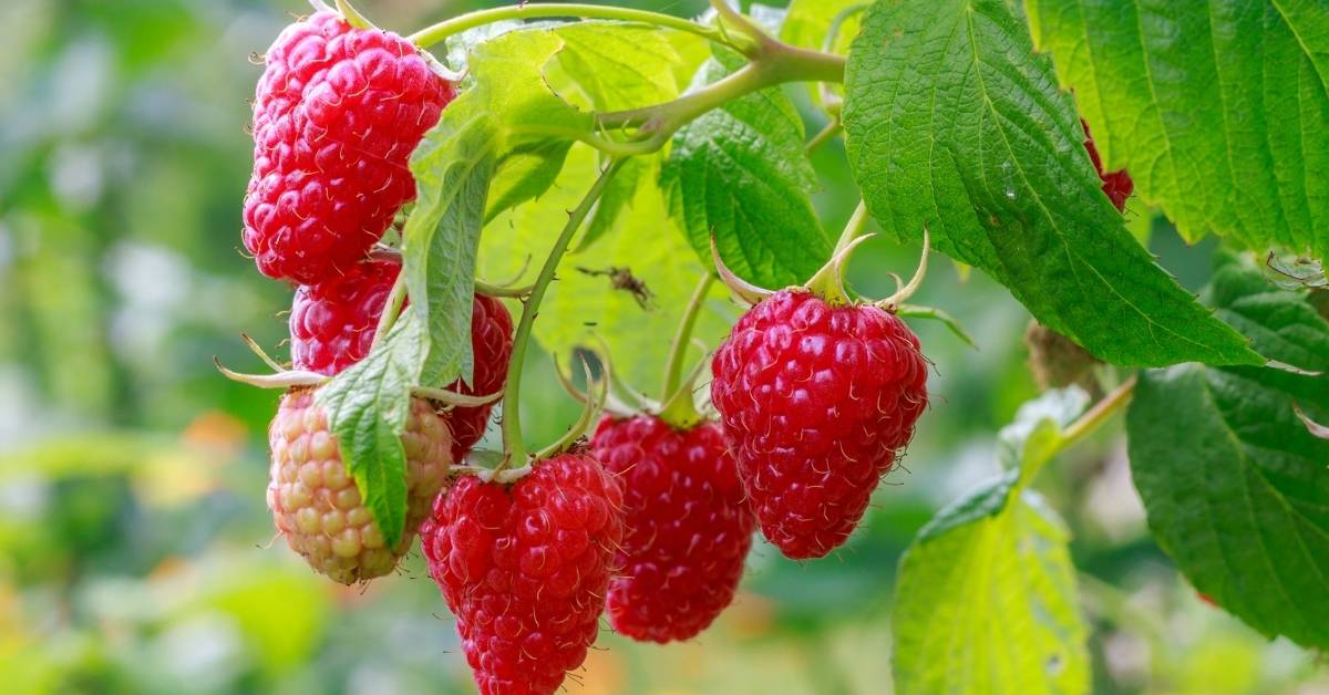 Everything about raspberry plants - Autumn Bliss Raspberry Plant https://organicgardeningeek.com