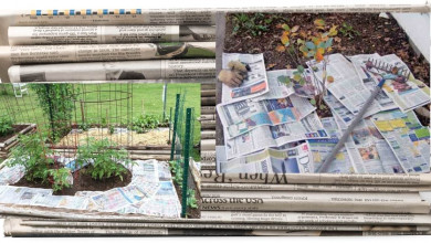 İs using newspaper toxic for the garden? https://orgnicgardeningeek.com